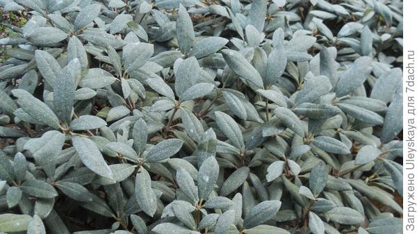 Вечнозеленые рододендроны в голубом одеянии из медного купороса.