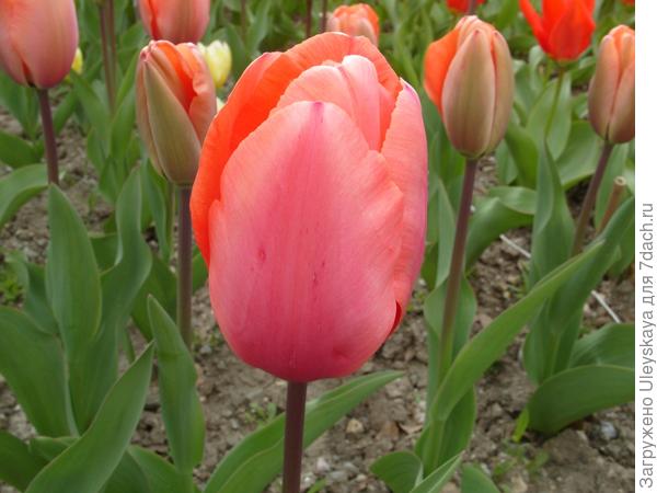 Hollands Glory