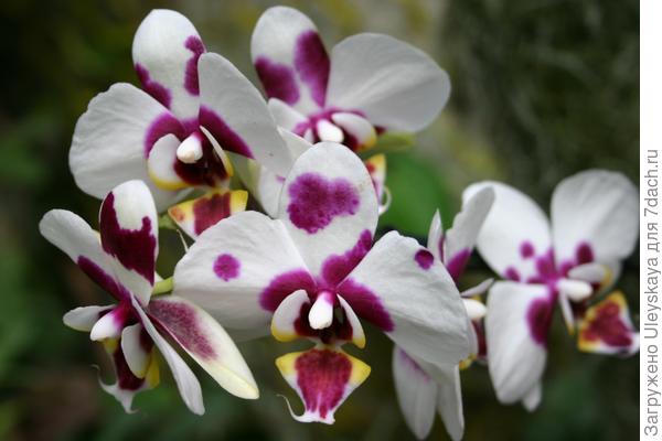 Орхидея для Ларисы