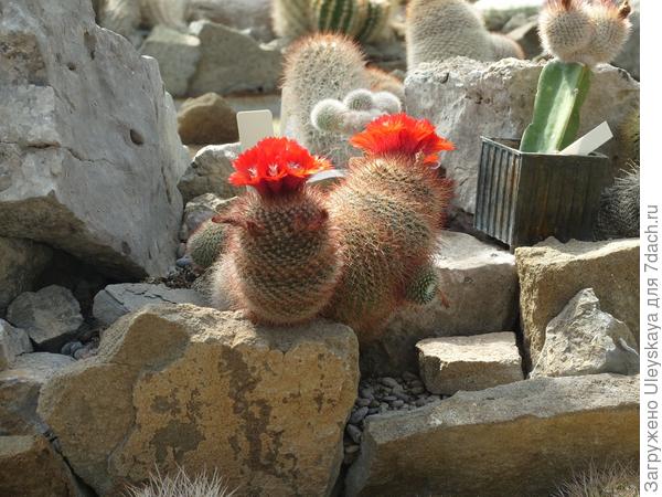 Цветут кактусы
