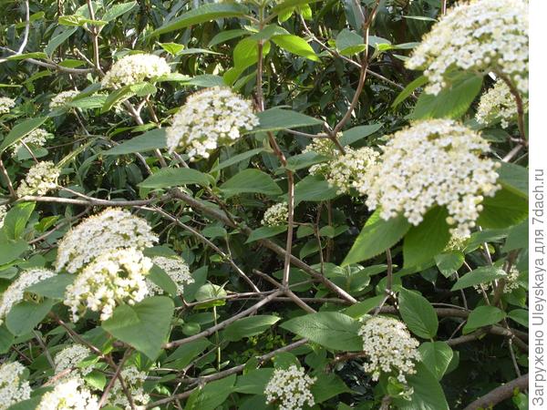 Калина гордовина в цветении