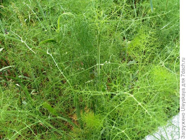 Фенхель при поздних посевах не стрелкуется