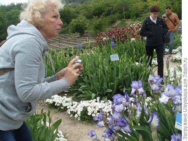 На выставке ирисов 2014 г.