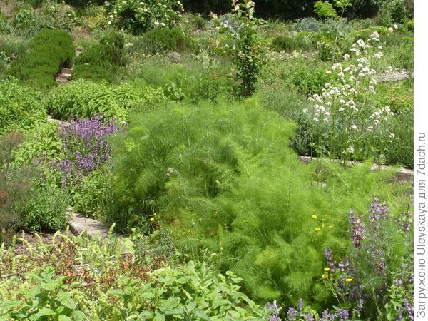 Фенхель в мае