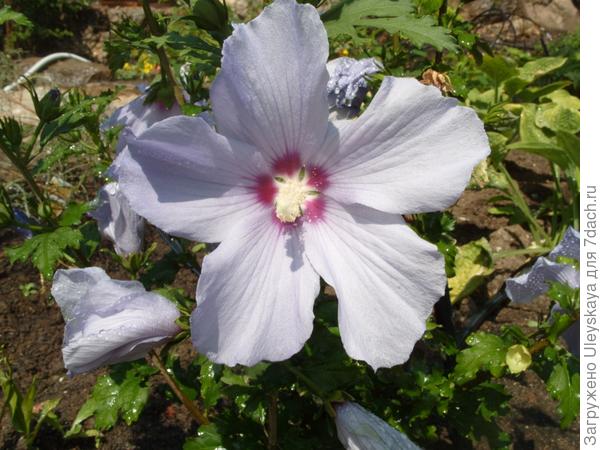 Coelestris