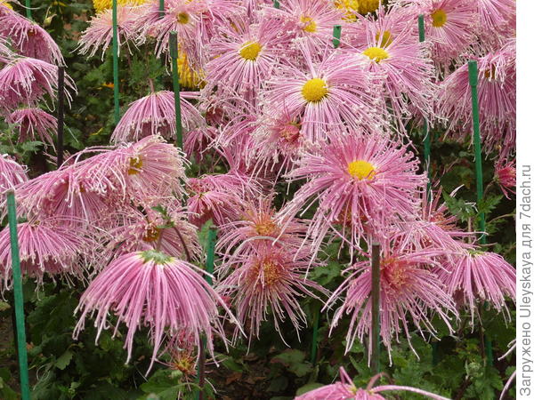 Феерическая Kiko