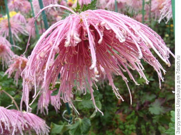 Трогательная Kiko