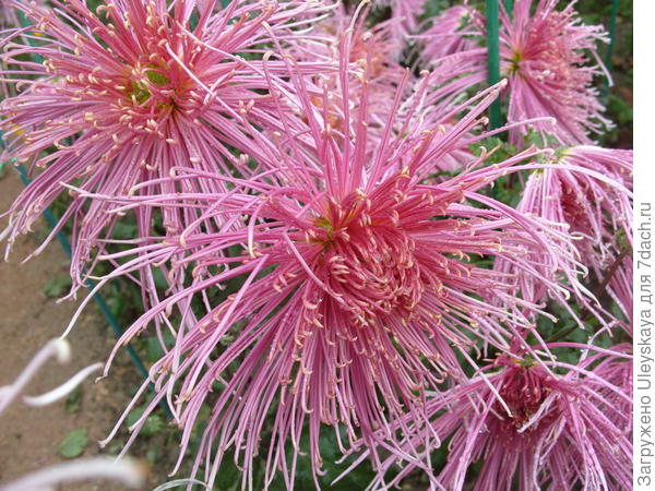 Изысканная Kiko