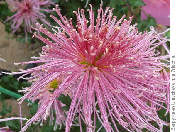 Несравненная Kiko