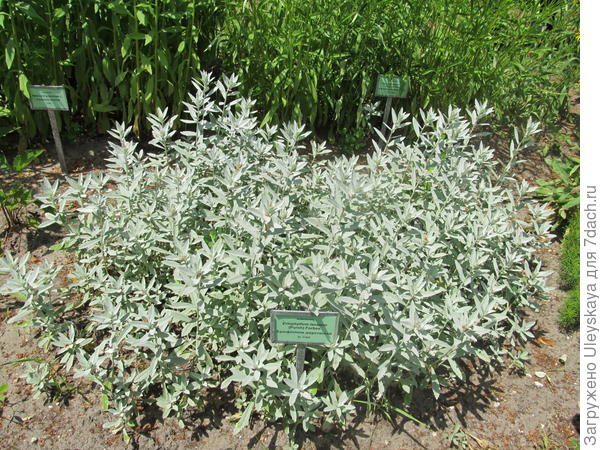 Эриофиллюм шерстистый