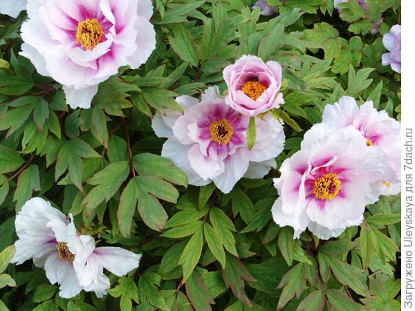 Древовидные пионы