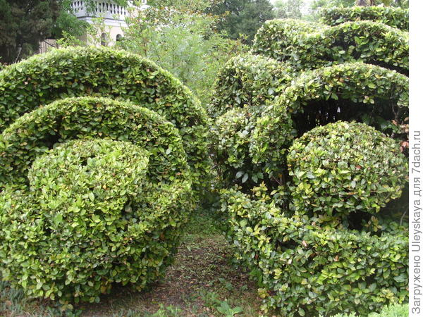 Топиарные фигуры