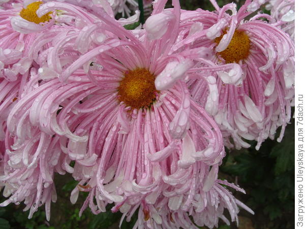 Сорт Водевиль