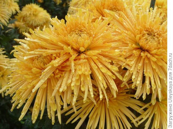 Хризантема сорт Dalystar Yellow