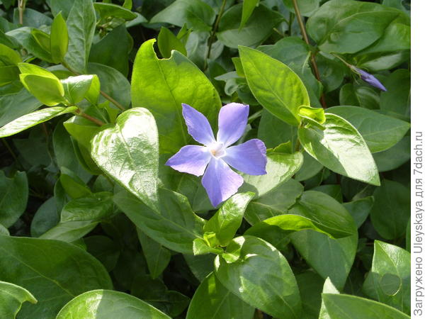 Барвинок малый