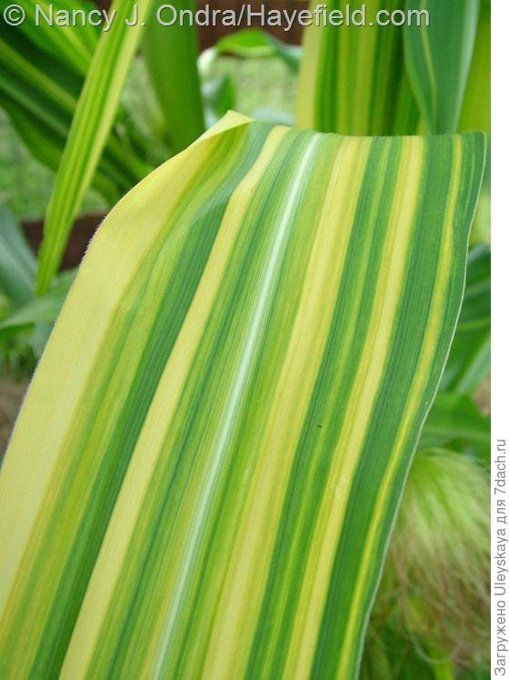 Кукуруза обыкновенная сорт Variegata Кукуруза обыкновенная сорт Variegata