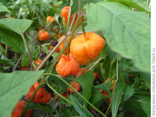 Физалис обыкновенный