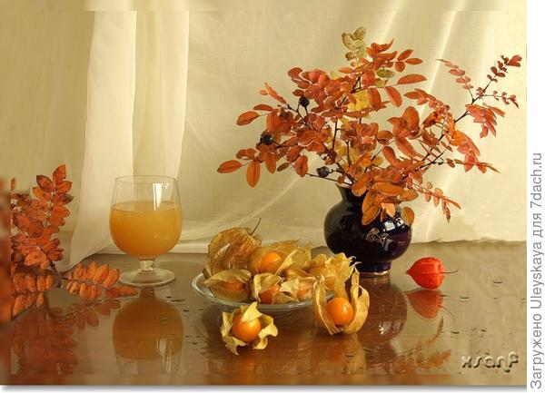 Осенний натюрморт с физалисом