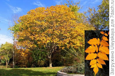 Кельрейтерия метельчатая