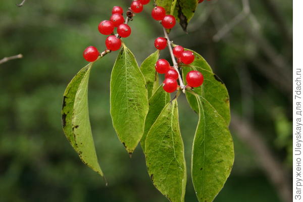 Жимолость обыкновенная