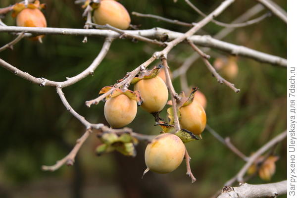 Хурма виргинская