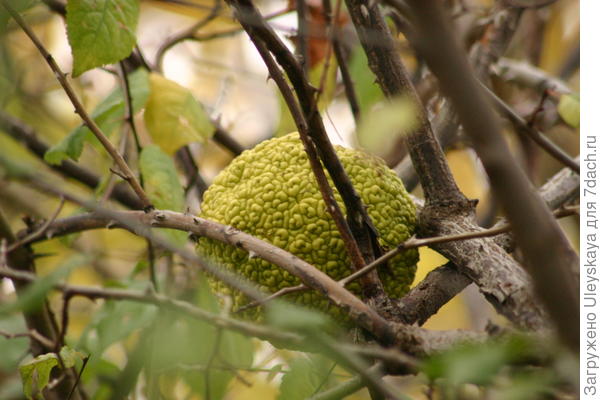 Маклюра оранжевая