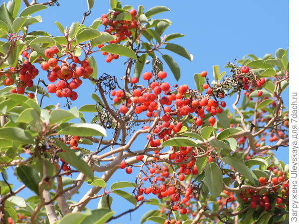 Земляничник мелкоплодный