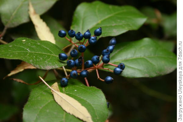 Калина вечнозеленая