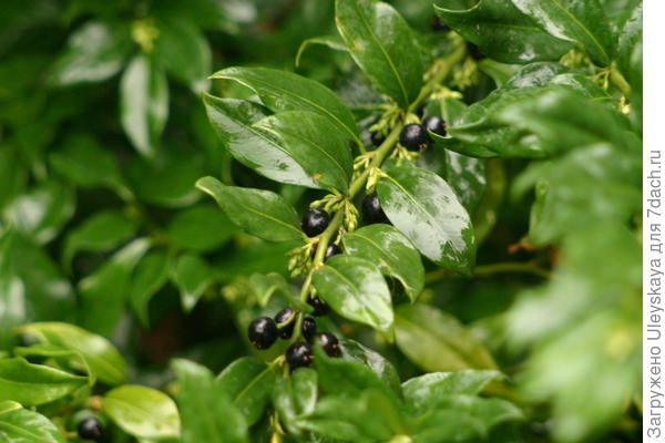 Саркококка низкая