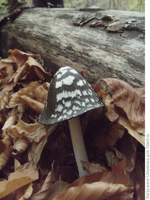 Что за гриб