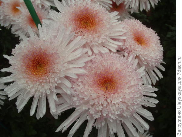 Хризантема садовая сорт Eleanor White