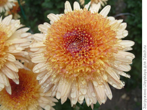 Хризантема садовая сорт Eleanor Bronze