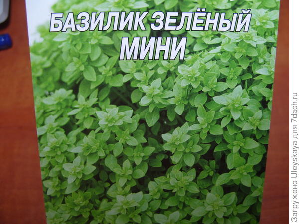 Базилик садовый сорт Мини