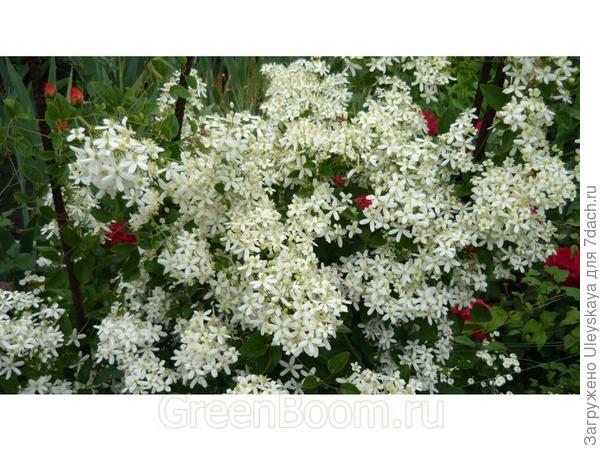 Клематис сорт Фаргезиоидес