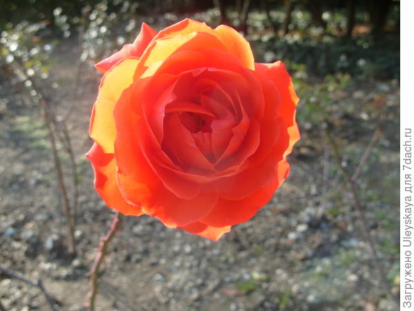 Роза сорт Kordes Brilliant