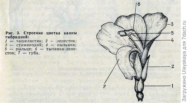 Цветок канны