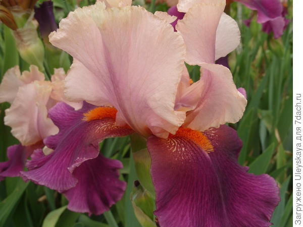 Ирис Color Splash