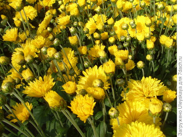 Хризантема сорт Златовласка