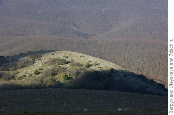 Зимняя южнобережная красота