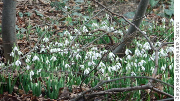 Куртинки подснежников в Никитском ботаническом саду
