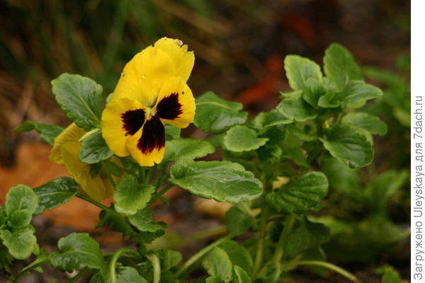 Фиалка Виттрока