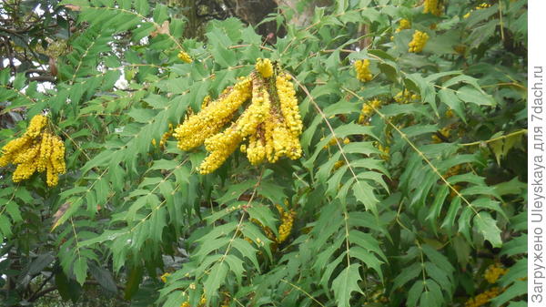 Магония Бейли