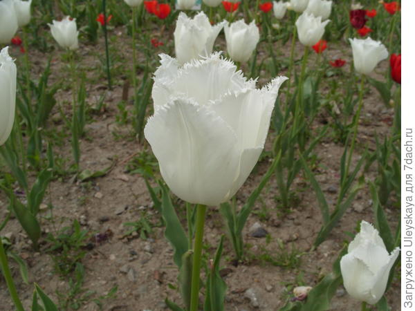 Тюльпан сорт Морозные Узоры