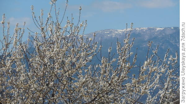 Цветущая алыча на фоне Ай-Петри