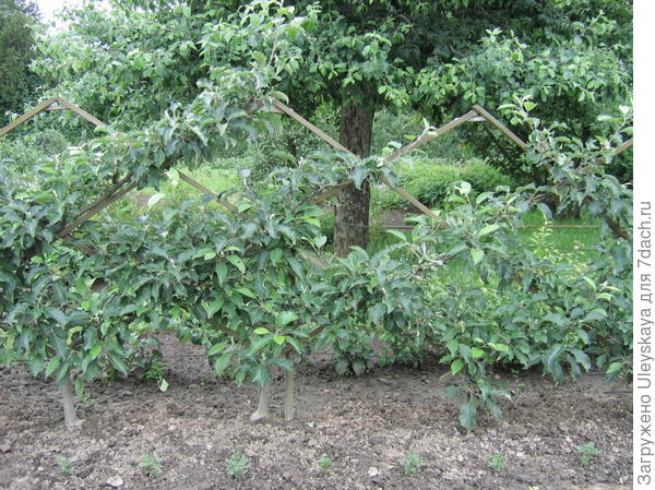 Плодовая шпалера в ботаническом саду в Киеве