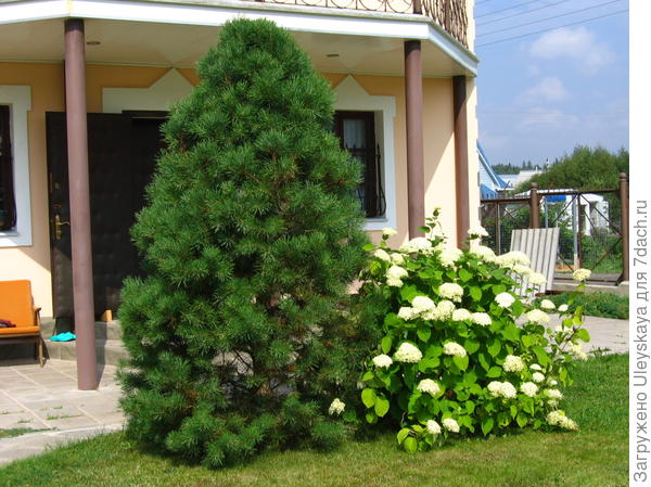 Ель барри в ландшафтном дизайне