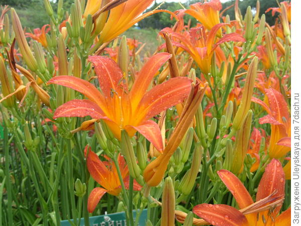 Лилейник гибридный сорт Quenn of May