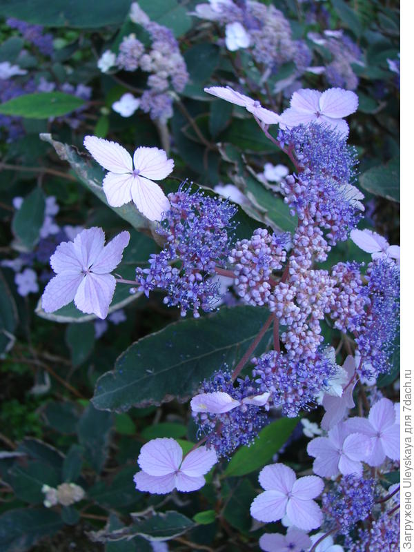 Синяя гортензия