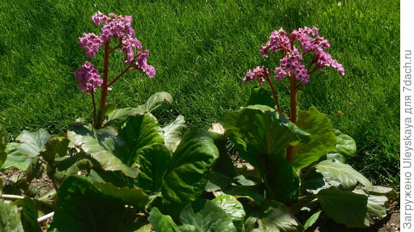 Бадан толстолистный на фоне газона