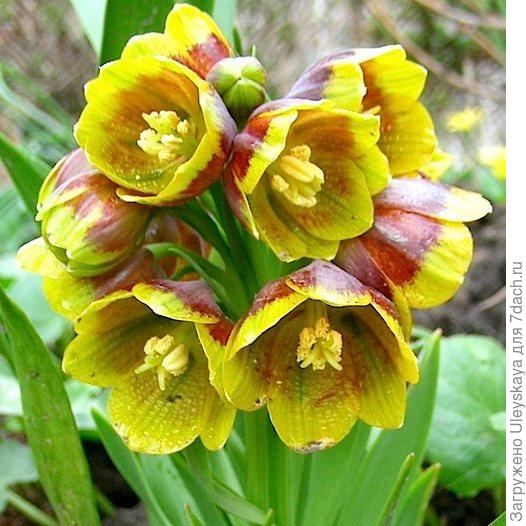 Рябчик Михайловского